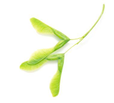 Yeşil akçaağaç tohumu