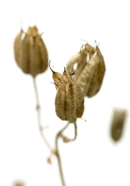 Dry twigs with flower seeds — Stock Photo, Image