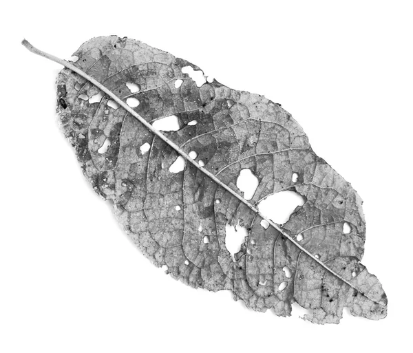 Leaf with holes, eaten by pests — Stock Photo, Image