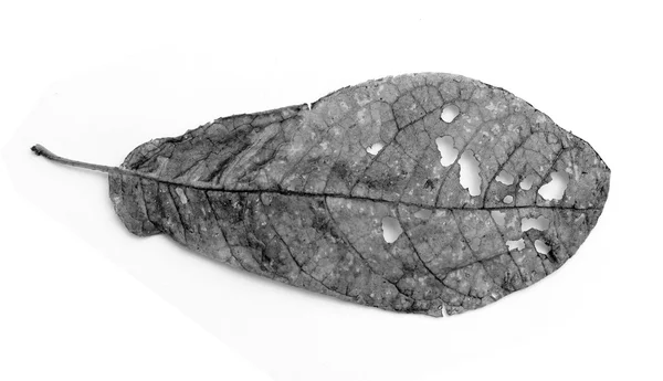 Liść z otworami, zjedzony przez szkodniki — Zdjęcie stockowe