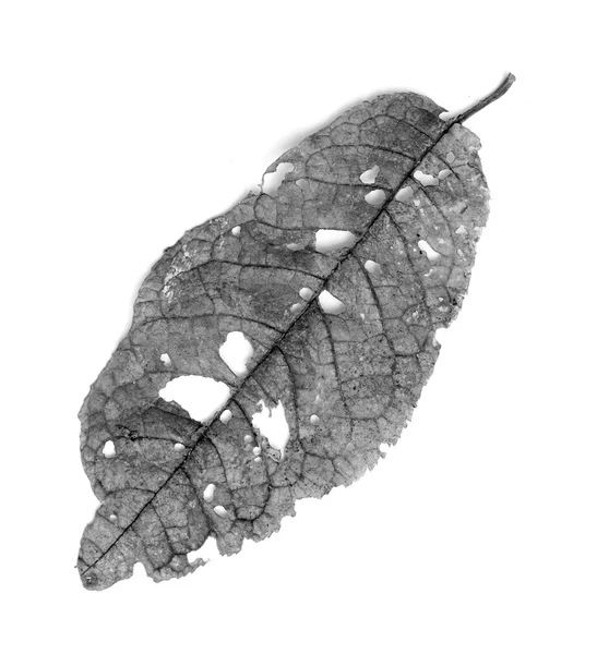 Leaf uppäten av skadedjur — Stockfoto