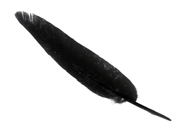 고립 된 조류 깃털 — 스톡 사진