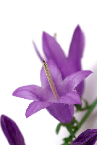 Mavi çan çiçekleri — Stok fotoğraf