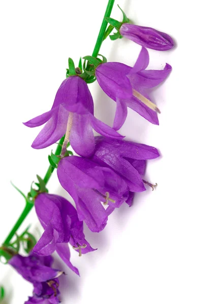Flores de campana azul —  Fotos de Stock