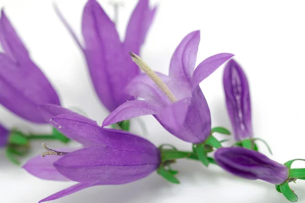 Blue bell flowers — Stock Photo, Image