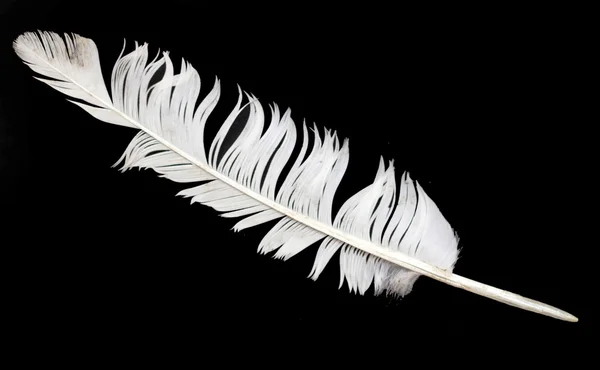 Plume d'oiseau sur noir — Photo