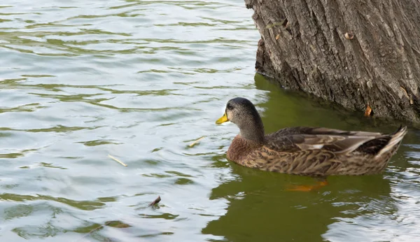 Wilde eend op het water — Stockfoto