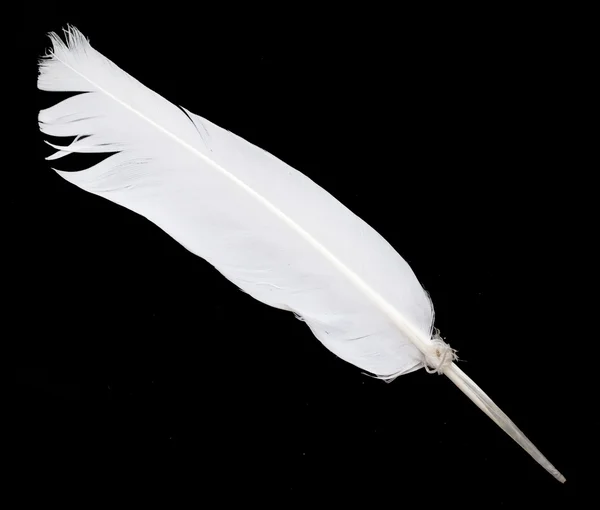 Bird feather on black — Stock Photo, Image