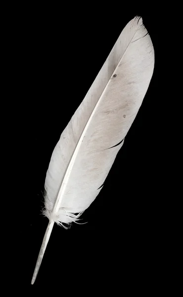 Pluma de ave sobre negro — Foto de Stock