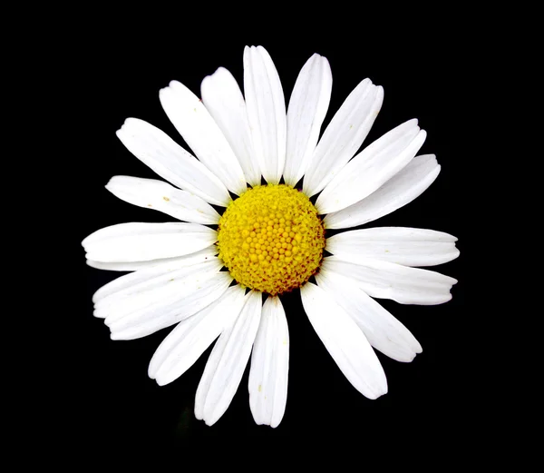 Kwiat białej Margerytki przeciwko czarny — Zdjęcie stockowe