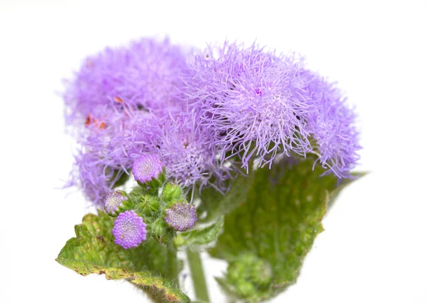 Flowers of thistles on white — Stock Photo, Image