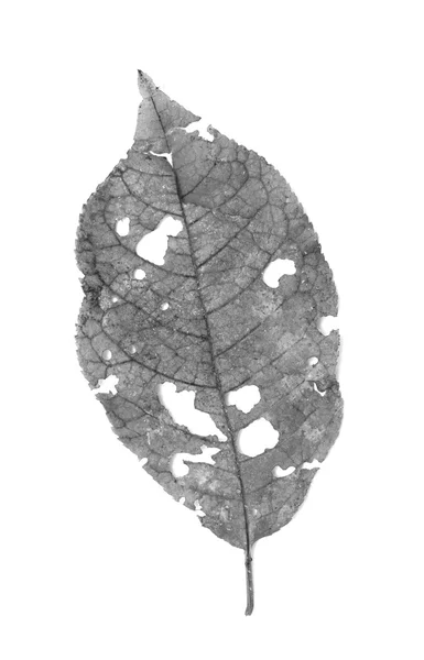 Liść z otworami, zjedzony przez szkodniki — Zdjęcie stockowe