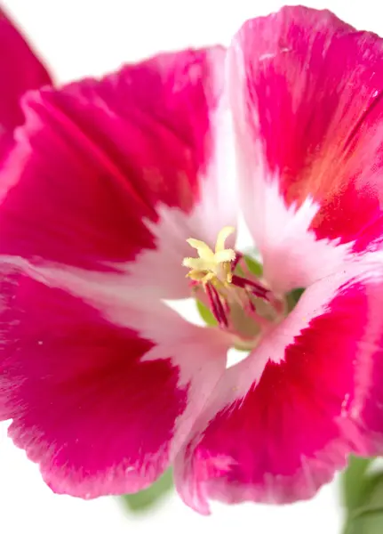 Pink flower closeup — Stock Photo, Image