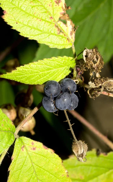 Wilde Brombeeren am Strauch — Stockfoto