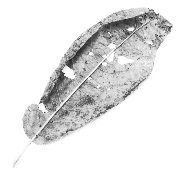 Leaf eaten by pests — Stock Photo, Image