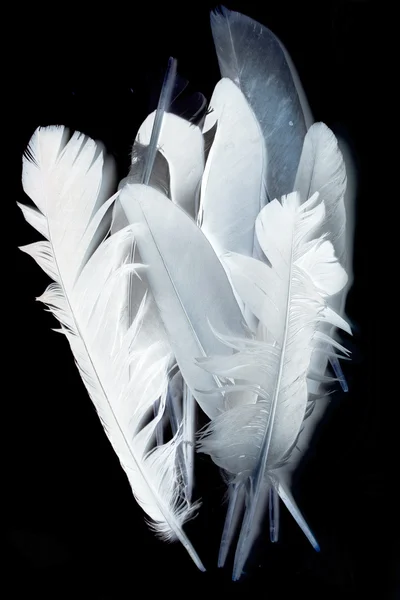 Bird feather on black — Stock Photo, Image