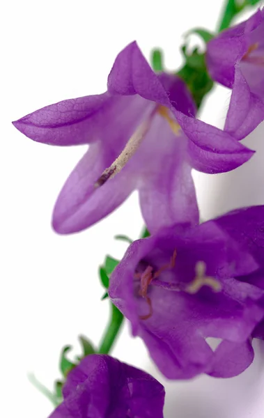 Flores de campana azul —  Fotos de Stock