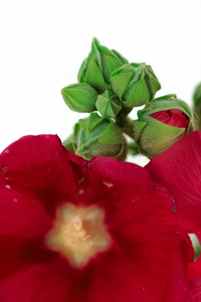 Wild mallow bloem geïsoleerd — Stockfoto