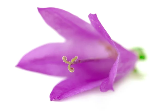 Blue bell flower — Stock Photo, Image
