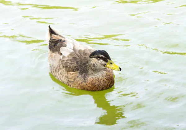 Divoká kachna na vodě — Stock fotografie