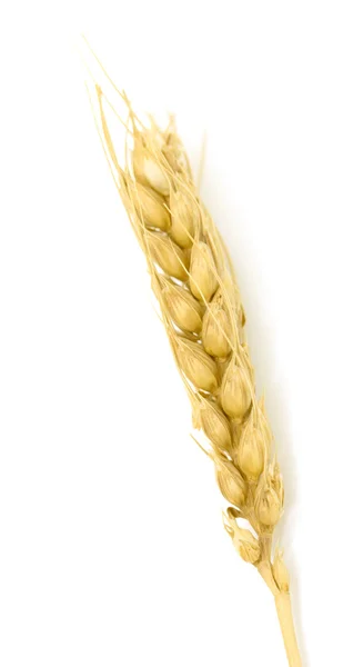 Желтое ухо кукурузы — стоковое фото