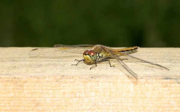 Dragonfly έντομο σε κοντινό πλάνο — Φωτογραφία Αρχείου