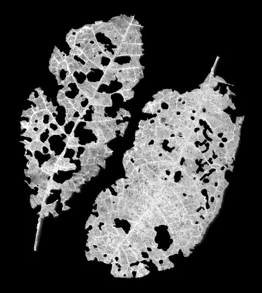Листя з отворами, з'їдене шкідниками — стокове фото