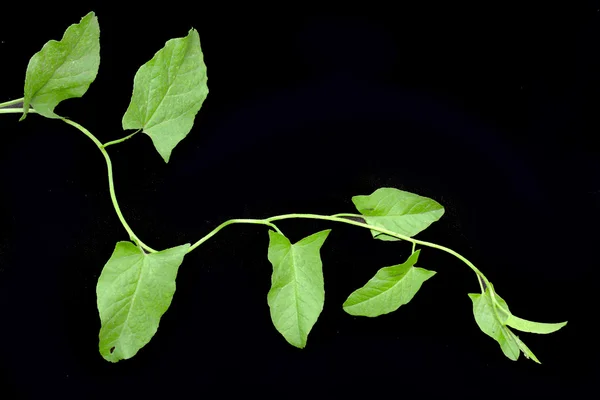 Green ivy on a black — Stock Photo, Image