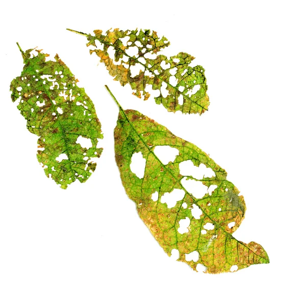 Blätter mit Löchern, von Schädlingen gefressen — Stockfoto