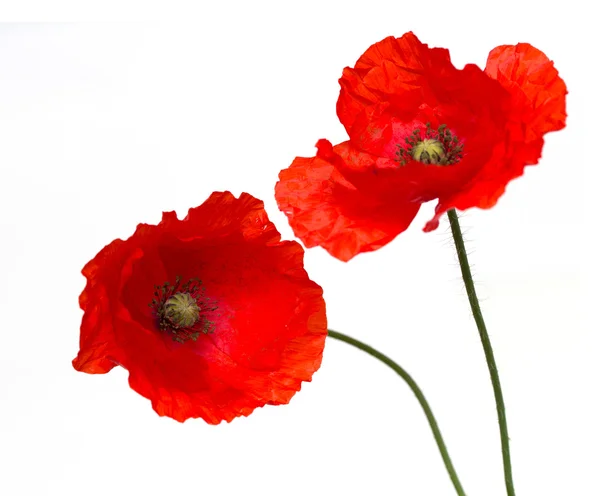 Rode papaver bloemen — Stockfoto