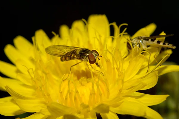 Abeja en un diente de león amarillo — Foto de Stock