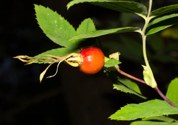 Rosehip fruit on the bush — Stock Photo, Image