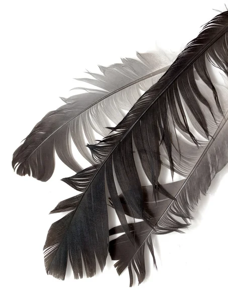 고립 된 조류 깃털 — 스톡 사진
