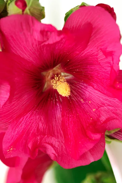 Wild mallow bloem ik — Stockfoto