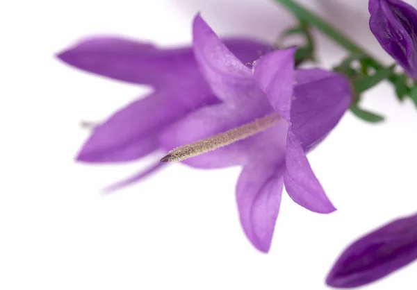 Fiori di campane blu — Foto Stock