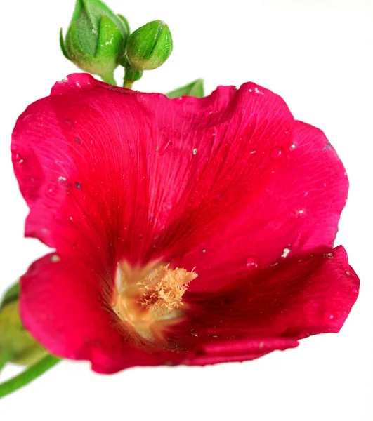 Wild mallow flower i — Fotografie, imagine de stoc