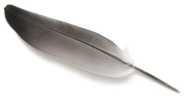 Bird feather isolated — Stock Photo, Image