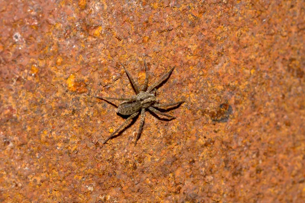 Spider on rusty background — Stock Photo, Image