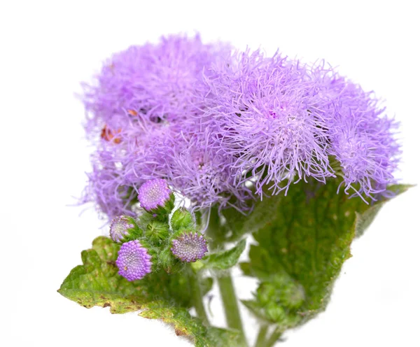 Flowers of thistles on white — Stock Photo, Image