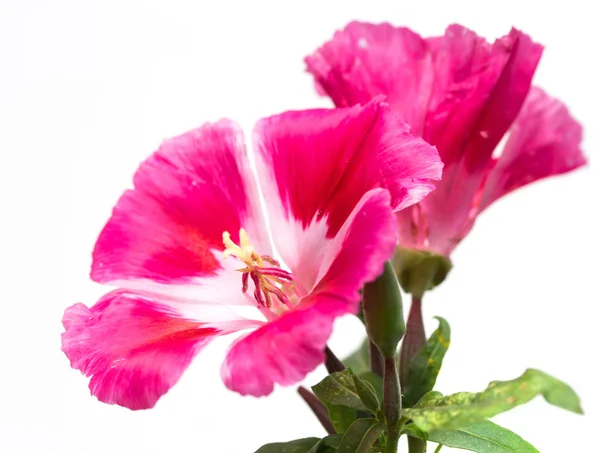 Bouquet of flowers on a white — Stock Photo, Image