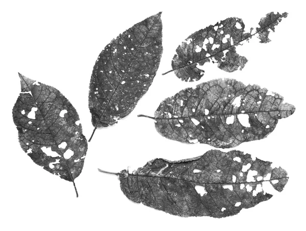 Bladeren met gaten, opgegeten door ongedierte — Stockfoto