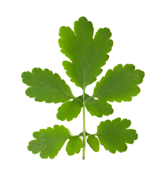 Grön murgröna blad på en vit — Stockfoto