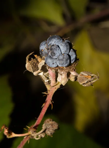 Wilde Brombeeren am Strauch — Stockfoto