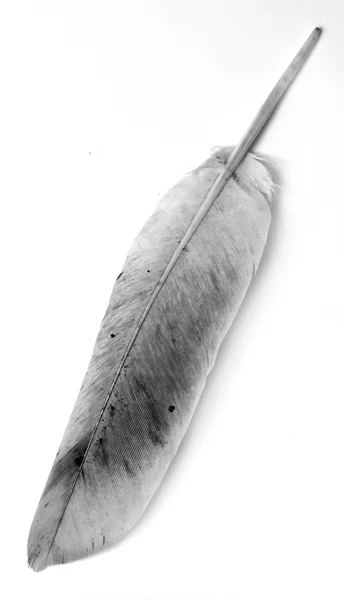 Feather — Stock Photo, Image