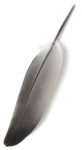 Feather — Stock Photo, Image