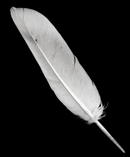 Feather — Stock Photo, Image