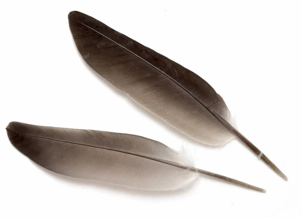 Feather — Stock Photo, Image