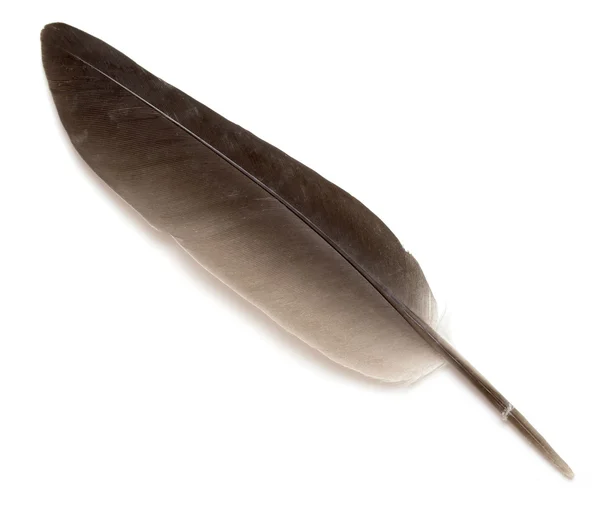 Single dark brown feather isolated on white — Stock Photo © Dr.PAS