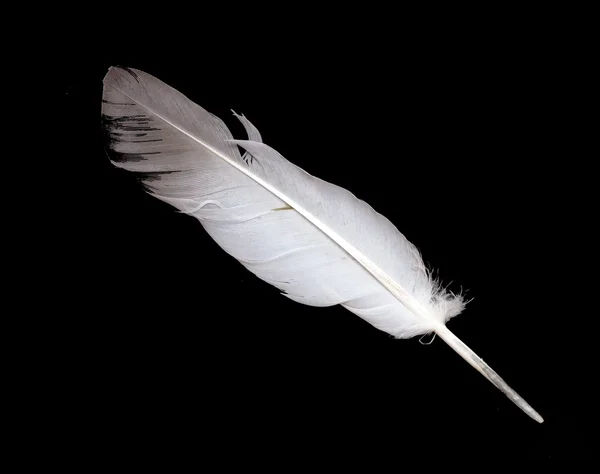 Feather — Stock Photo, Image