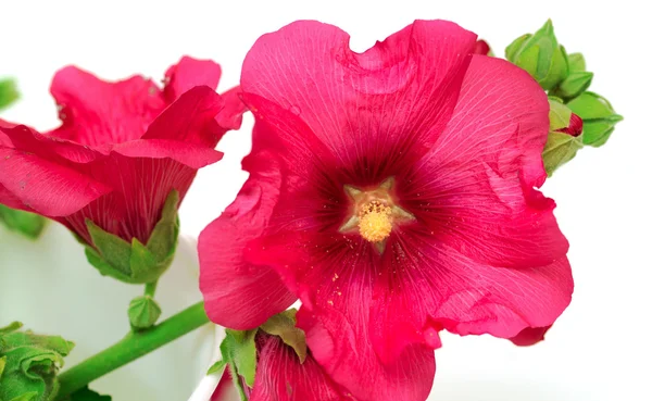 Vilda mallow blomma — Stockfoto